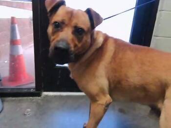 MORPHY -  Pit Bull Terrier and Mixed Breed Dog for Adoption in Tulsa, Oklahoma - MORPHY | PetCurious