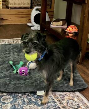 Sabbath Oct 26 in foster care in Lexington SC -  Terrier Dog for Adoption in Pacolet, South Carolina - Sabbath Oct 26 In Foster Care In Lexington SC | PetCurious