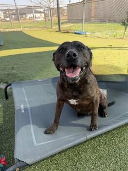 Pit Bull Terrier and Mixed Breed Dogs Available for Adoption - DIXIE | PetCurious