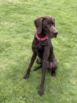 German Shorthaired Pointer Dogs Available for Adoption in Troutdale, Oregon - Coco | PetCurious