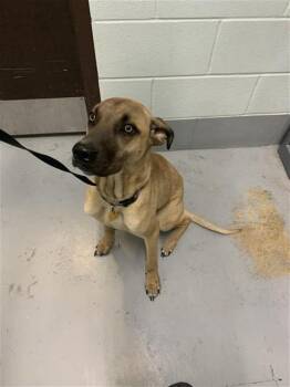 German Shepherd Dog and Mixed Breed Dogs Available for Adoption in Corpus Christi, Texas - RONNIE | PetCurious