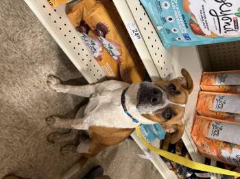 Rescue Cattle Dog Dogs for Adoption in Fresno, California - Flea | PetCurious