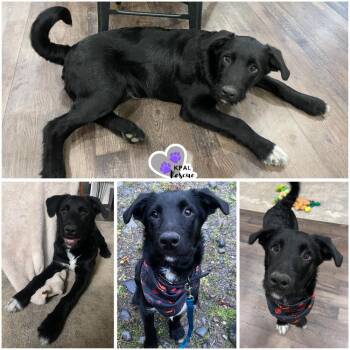 Karelian Bear Dog and Mixed Breed Dogs Available for Adoption - Rocky | PetCurious