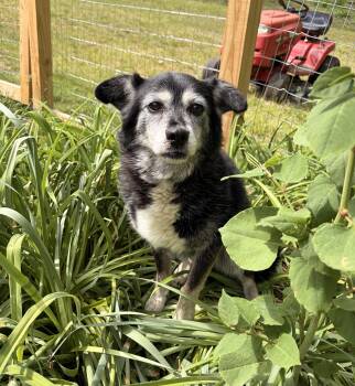 Border Collie Dogs Available for Adoption in Newfoundland, Pennsylvania - Shay Shay (Wonderful Gentle Companion) | PetCurious