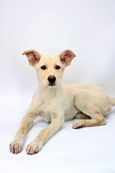 German Shepherd Dog and Husky Dogs Available for Adoption in Morton Grove, Illinois - Lulu | PetCurious