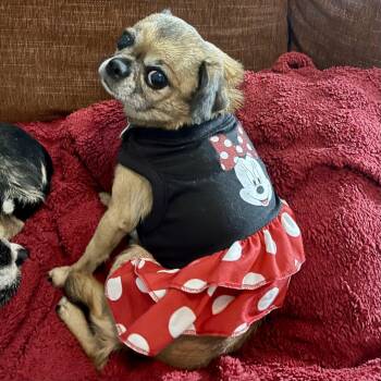 Minnie -  Chihuahua and Pekingese Dog for Adoption in Mead, Colorado - Minnie | PetCurious