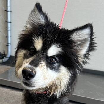 Lady Gaga -  Mixed Breed Dog for Adoption in Las Cruces, New Mexico - Lady Gaga | PetCurious