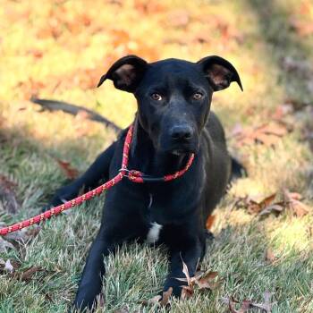 Catahoula Leopard Dog and Labrador Retriever Dogs Available for Adoption - Toby | PetCurious
