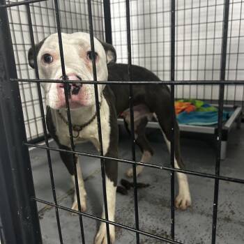 Tres -  Terrier Dog for Adoption in St. Louis, Missouri - Tres | PetCurious