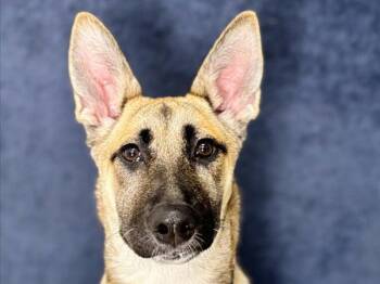 Nyx -  Belgian Shepherd Malinois Dog for Adoption in Portland, Oregon - Nyx | PetCurious