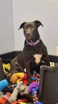 Terrier Dogs Available for Adoption - Lavender | PetCurious