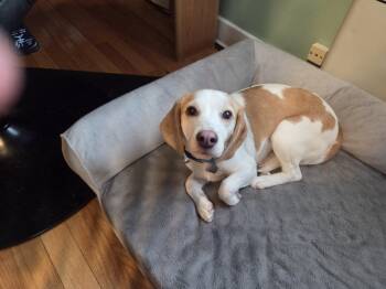 Sprinkles -  Beagle Dog for Adoption in Rensselaer, New York - Sprinkles | PetCurious