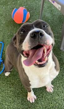 JOSEPHINE -  American Staffordshire Terrier Dog for Adoption in Newton, North Carolina - JOSEPHINE | PetCurious