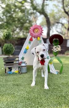 Boxer and American Staffordshire Terrier Dogs Available for Adoption in Mico, Texas - Toby | PetCurious