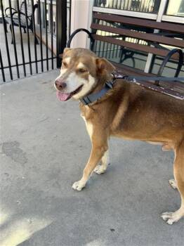 WINNIE THE POOH -  Husky Dog for Adoption in San Antonio, Texas - WINNIE THE POOH | PetCurious