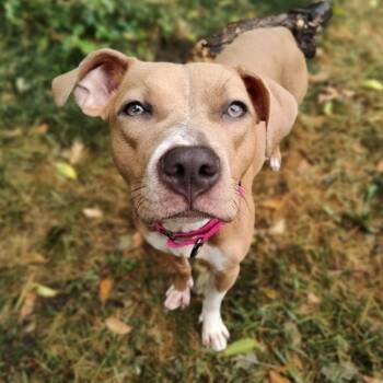 CiCi -  Pit Bull Terrier and Mixed Breed Dog for Adoption in Minneapolis, Minnesota - CiCi | PetCurious