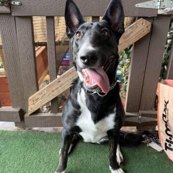 Sansa -  Bull Terrier Dog for Adoption in Whittier, California - Sansa | PetCurious