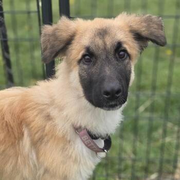 Belgian Shepherd Malinois and Great Pyrenees Dogs Available for Adoption - Jed | PetCurious