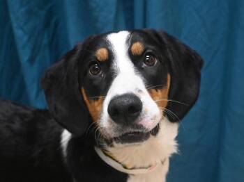 Rescue Hound and Collie Dogs for Adoption in Portland, Oregon - Nori | PetCurious