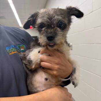 Shih Tzu Dogs Available for Adoption in Morganton, North Carolina - Bubble Gum | PetCurious