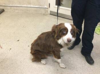 DALLAS -  Australian Shepherd Dog for Adoption in Riverside, California - DALLAS | PetCurious