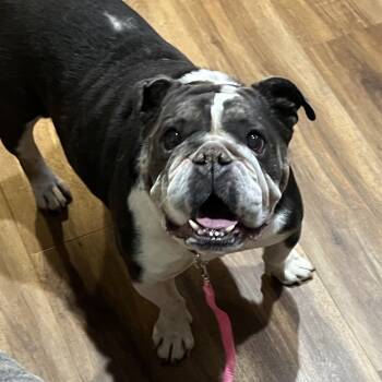 Rescue English Bulldog Dogs for Adoption in Plymouth, Michigan - Lilith | PetCurious