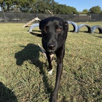 Rescue Labrador Retriever and Mixed Breed Dogs for Adoption in Dallas, Texas - Tootsie | PetCurious
