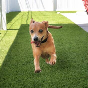 Chihuahua Dogs Available for Adoption in St. Petersburg, Florida - Pepa | PetCurious