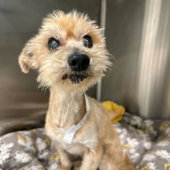 Rescue Terrier and Mixed Breed Dogs for Adoption in Matteson, Illinois - Pacha | PetCurious