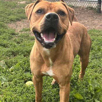 Murray -  Boxer Dog for Adoption in Yonkers, New York - Murray | PetCurious