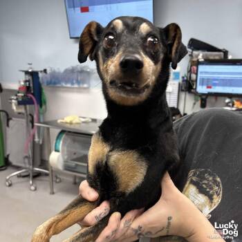 Bogart -  Miniature Pinscher Dog for Adoption in Washington, District Of Columbia - Bogart | PetCurious