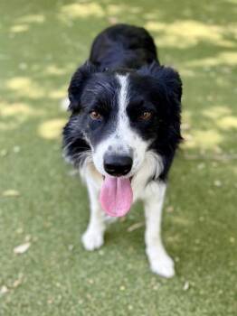 Border Collie and Mixed Breed Dogs Available for Adoption in Picayune, Mississippi - Jasper | PetCurious