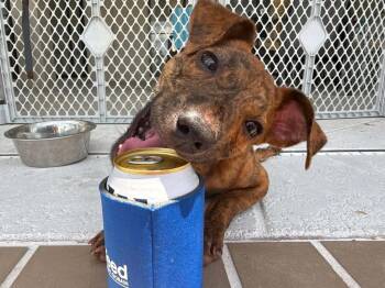 Squid -  Mixed Breed Dog for Adoption in Germantown, Ohio - Squid | PetCurious