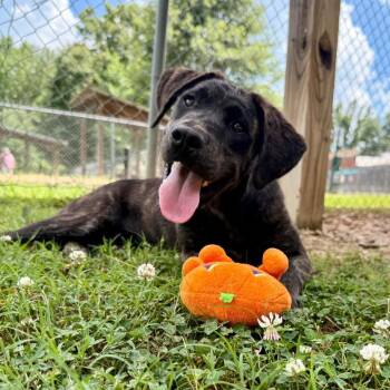 Ego -  Plott Hound and Mountain Cur Dog for Adoption in Buffalo, Minnesota - Ego | PetCurious