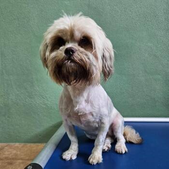 Agnes Alora 0238 -  Shih Tzu and Mixed Breed Dog for Adoption in Loxahatchee Groves, Florida - Agnes Alora 0238 | PetCurious