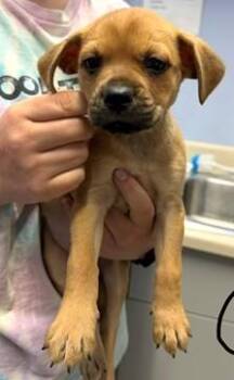 Boxer and Mixed Breed Dogs Available for Adoption in Morristown, New Jersey - Churri | PetCurious