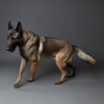 Sasuke -  Belgian Shepherd Malinois Dog for Adoption in Palm Springs, California - Sasuke | PetCurious