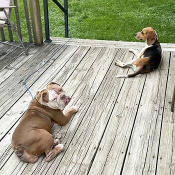 Pancake -  English Bulldog Dog for Adoption in Des Moines, Iowa - Pancake | PetCurious
