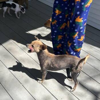 Belle -  Chihuahua Dog for Adoption in Boone, Iowa - Belle | PetCurious