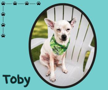 Toby -  Chihuahua Dog for Adoption in Albuquerque, New Mexico - Toby | PetCurious