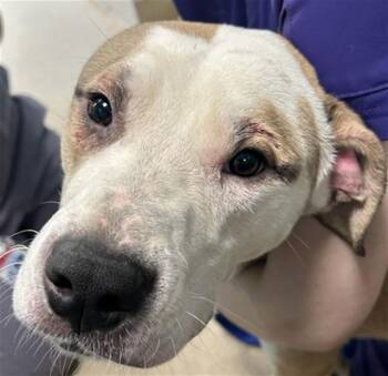 ACE -  Mastiff and Mixed Breed Dog for Adoption in Newton, North Carolina - ACE | PetCurious