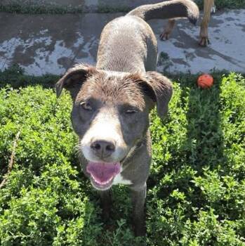Raleigh -  Australian Shepherd Dog for Adoption in Petersburg, Indiana - Raleigh | PetCurious