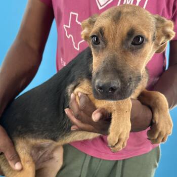 Langley - Local August 28-30 -  Labrador Retriever Dog for Adoption in Brookshire, Texas - Langley - Local August 28-30 | PetCurious