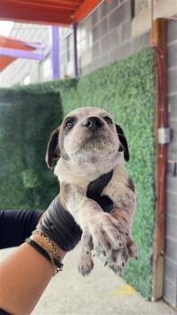 CAPTAIN GARBAGE -  Australian Cattle Dog Blue Heeler and Mixed Breed Dog for Adoption in El Paso, Texas - CAPTAIN GARBAGE | PetCurious