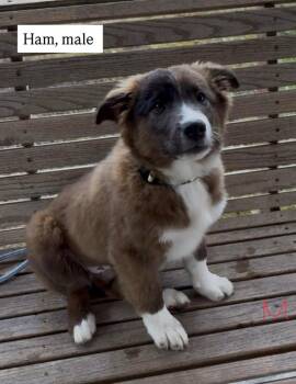 Ham -  Cattle Dog Dog for Adoption in Vancouver, Washington - Ham | PetCurious