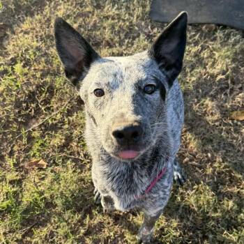 Australian Cattle Dog Blue Heeler Dogs Available for Adoption - Henry | PetCurious