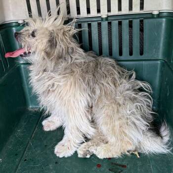 Mixed Breed Dogs Available for Adoption in Huntington, West Virginia - Fred Stray Hold 5/2 | PetCurious