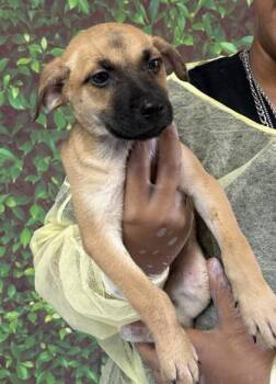 Rescue Terrier and Mixed Breed Dogs for Adoption in San Antonio, Texas - Frog | PetCurious
