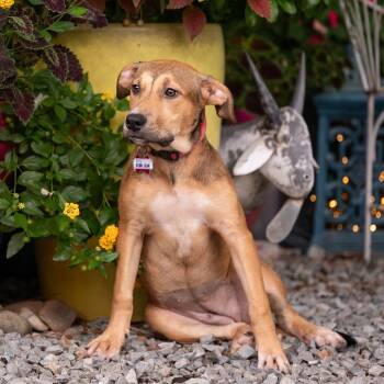 Bobbi Jean -  Labrador Retriever Dog for Adoption in Wake Forest, North Carolina - Bobbi Jean | PetCurious