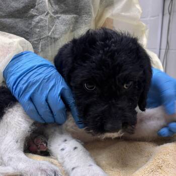 Perrito -  Mixed Breed Dog for Adoption in Murray, Utah - Perrito | PetCurious